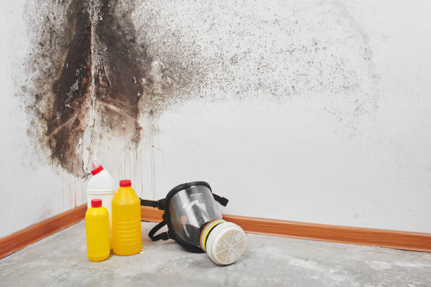 Best Residential Mold Removal  in Munford, AL