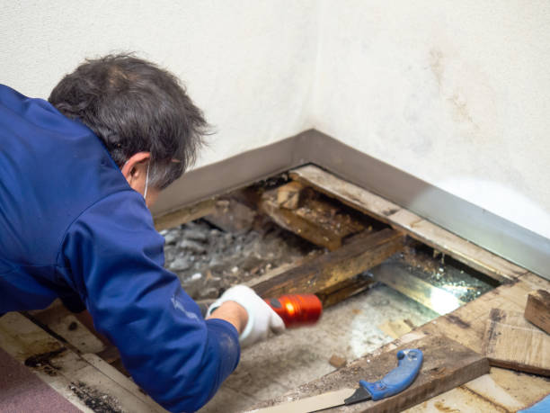 Best Mold Testing and Removal  in Munford, AL