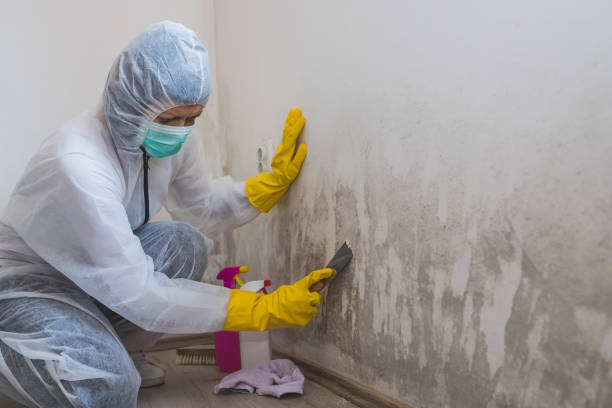 Professional Mold Removal in Munford, AL