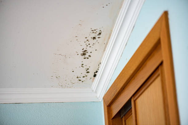 Best Commercial Mold Removal  in Munford, AL