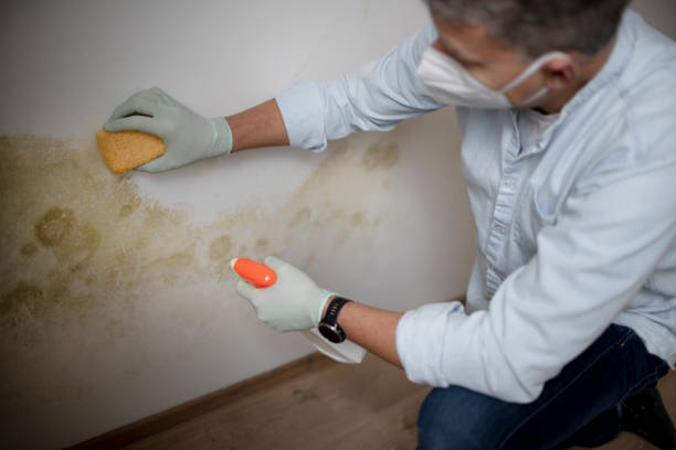 Best Mold Cleaning Services  in Munford, AL