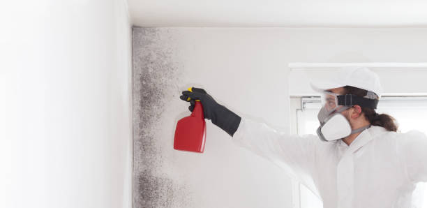 Best Black Mold Removal  in Munford, AL