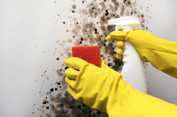Best Professional Mold Removal  in Munford, AL